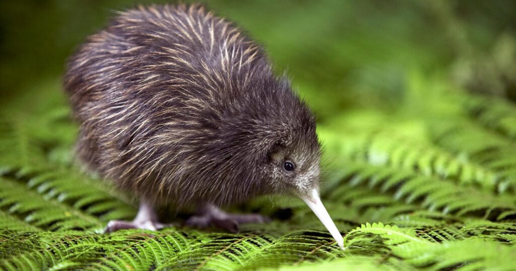 4. Kiwi